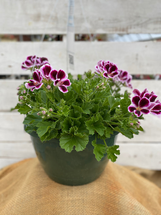 GERANIUM MARTHA WASHINGTON ELEGANCE IMPERIAL - 10" HANGING BASKET