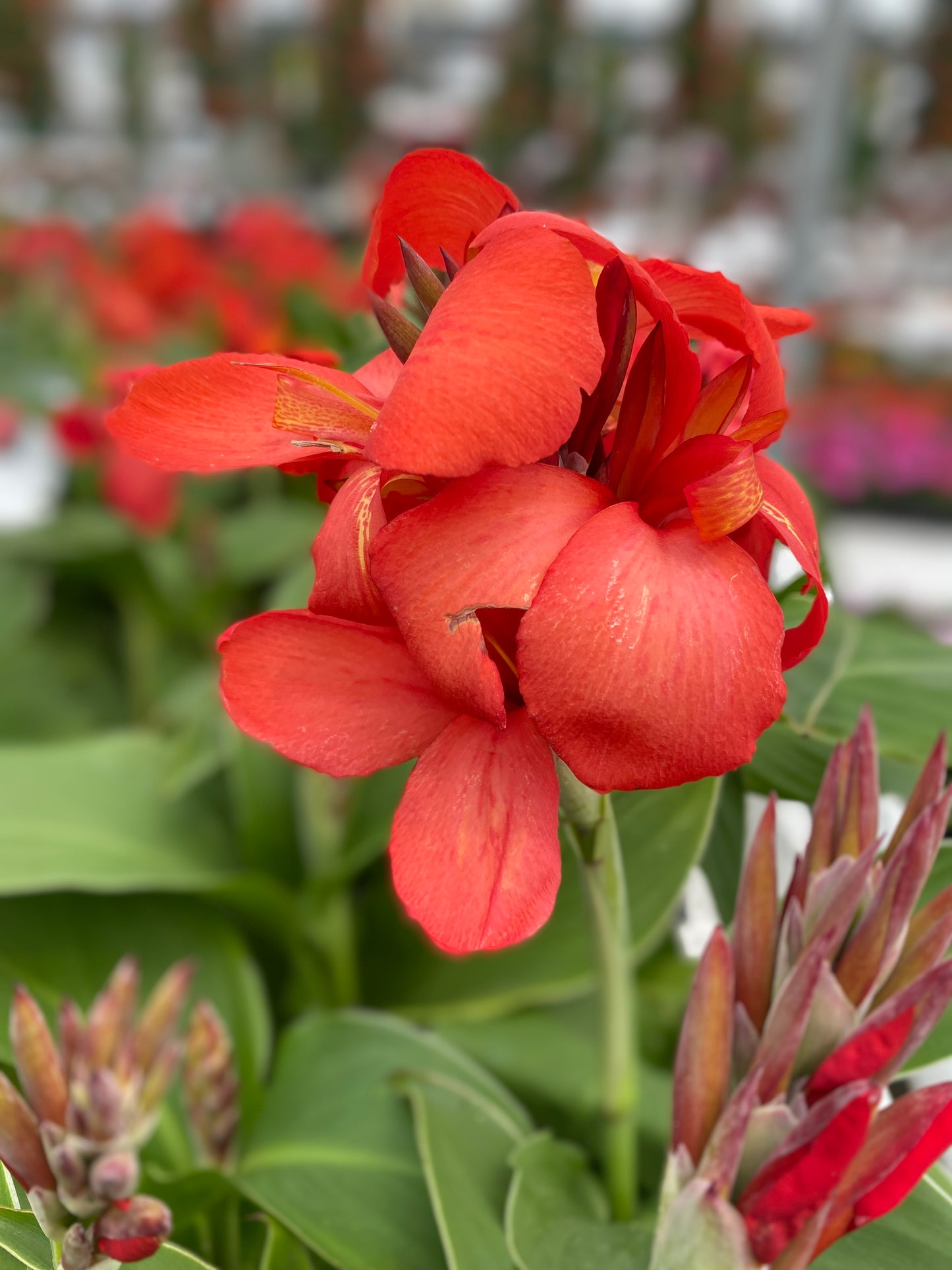 CANNA CANNOVA RED SHADES