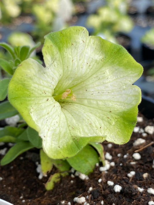 PETUNIA RAY PISTACHIO CREAM - 4" POT