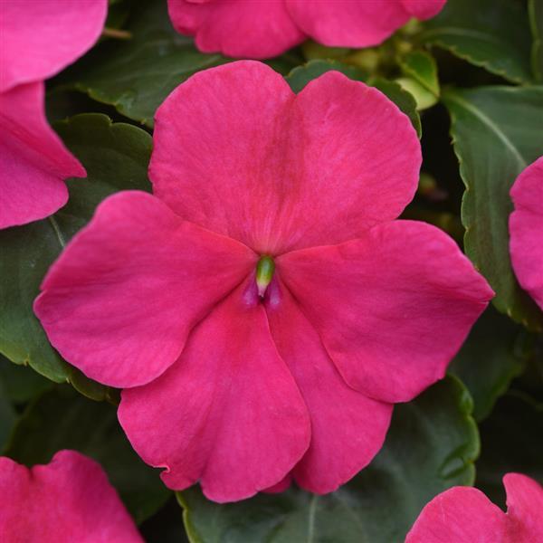 IMPATIENS BEACON VIOLET