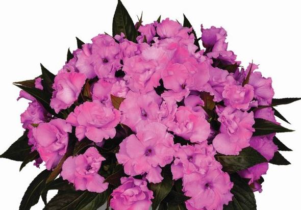 IMPATIENS NEW GUINEA ROLLER COASTER VALRAVN VIOLET - 10" HANGING BASKET