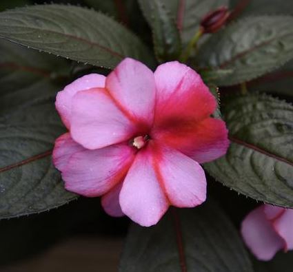 IMPATIENS SONIC SWEET CHERRY