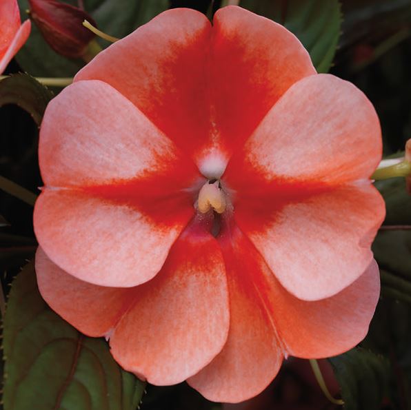 IMPATIENS SONIC SWEET ORANGE