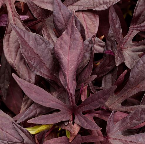 IPOMOEA SWEET POTATO ILLUSION PENNY LACE