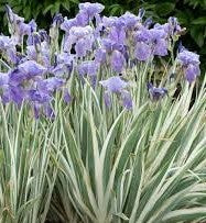 Iris p. 'Variegata'