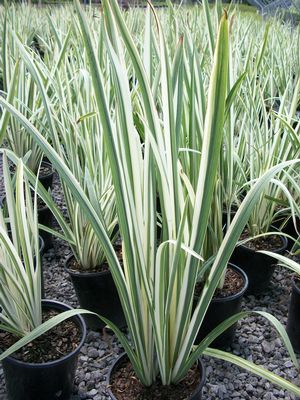 Iris ensata 'Variegata'