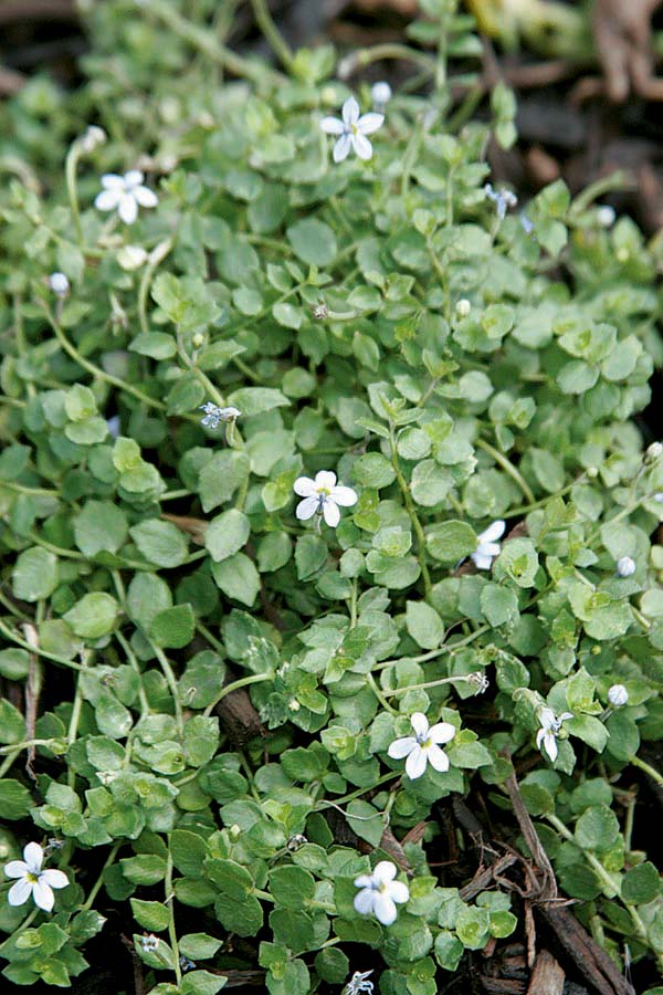 Isotoma (Blue Star Creeper)