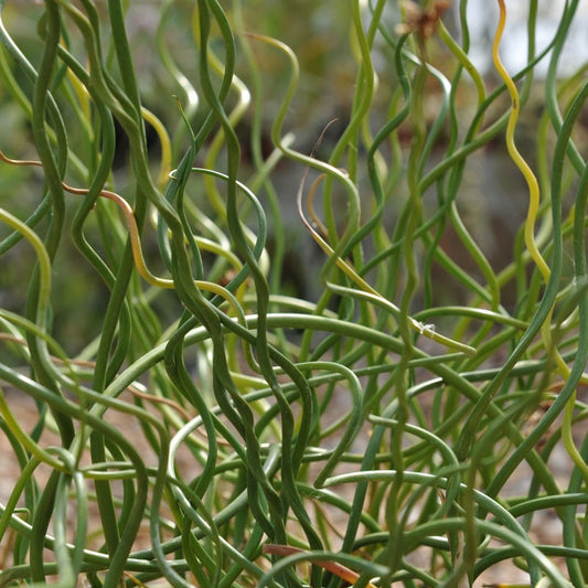 Juncus Effusus Spiralis (Spiral Rush)