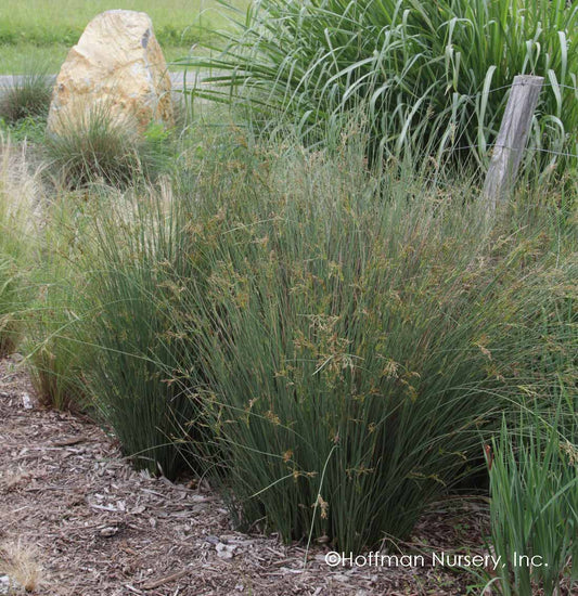 Juncus Inflexus (Blue Arrows)