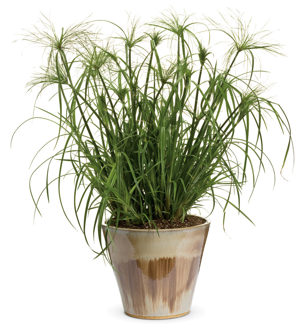 CYPERUS KING TUT