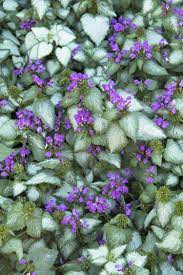 LAMIUM 'PURPLE DRAGON'