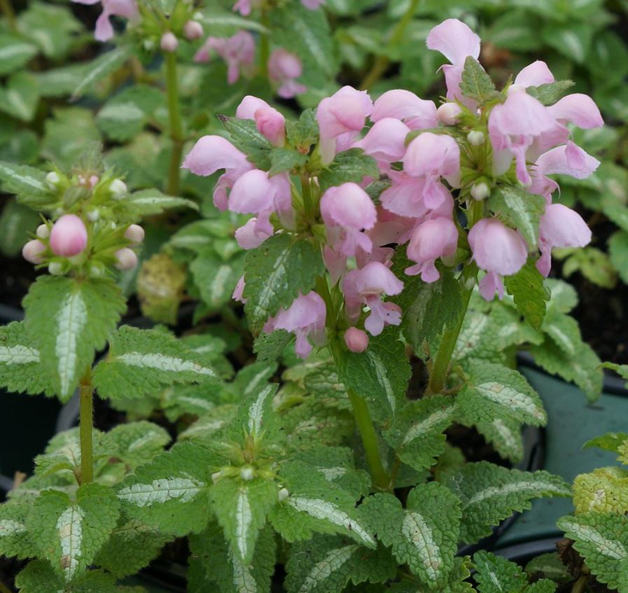 LAMIUM MACULATUM SHELL PINK