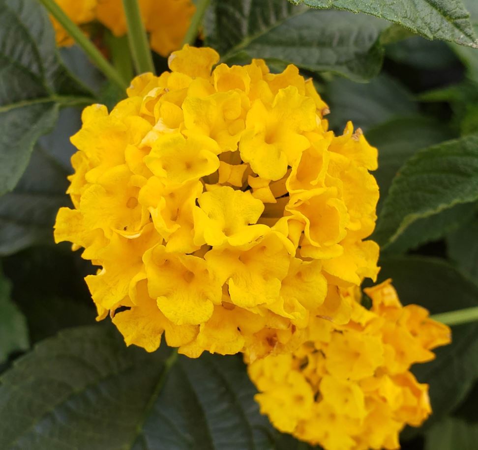 LANTANA LUCKY YELLOW