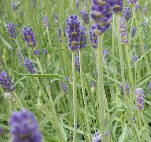 Lavandula x i. 'Provence'