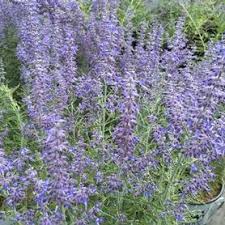 Lavandula x i. 'Sensational'