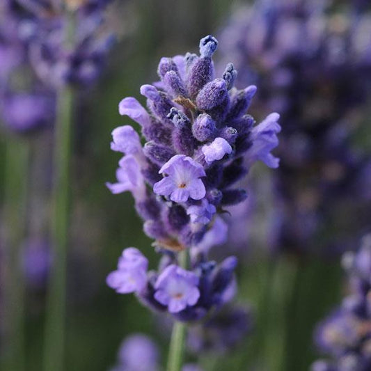 Lavender 'SuperBlue' (English)
