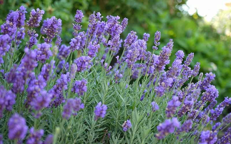 Lavandula 'Phenomenal'