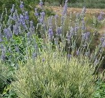 Lavandula 'Platinum Blonde'