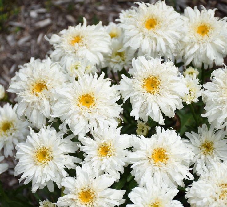 Leucanthemum Amazing Daisies® 'Marshmallow'