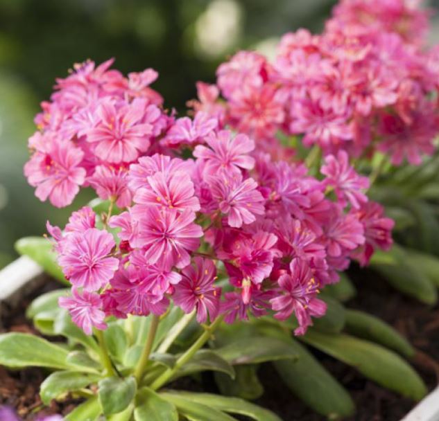 LEWISIA ELISE RUBY RED