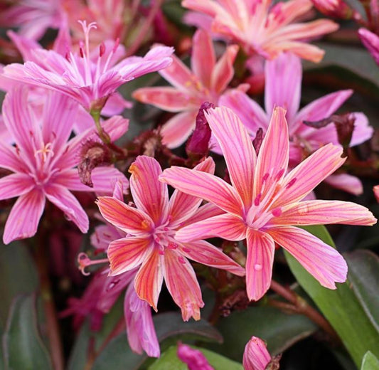 LEWISIA LITTLE PLUM