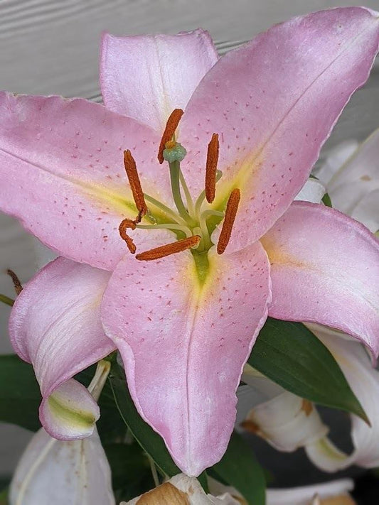 Lilium or. 'Smart Romance'