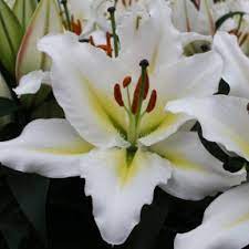 Lilium 'Sunny Azores'