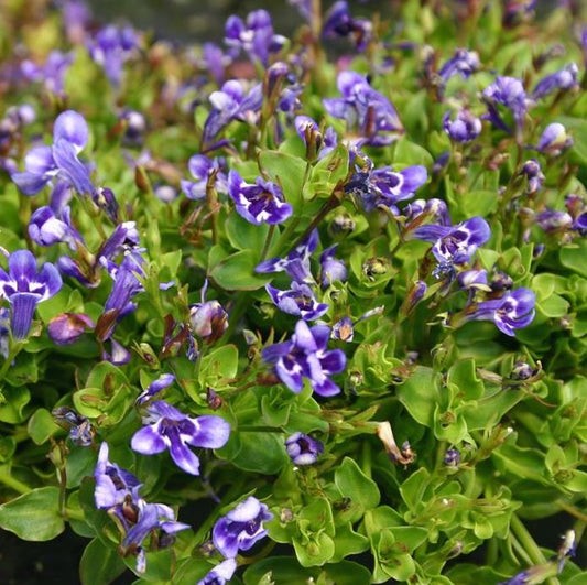 Lindernia Grandiflora (Blue Moneywort)