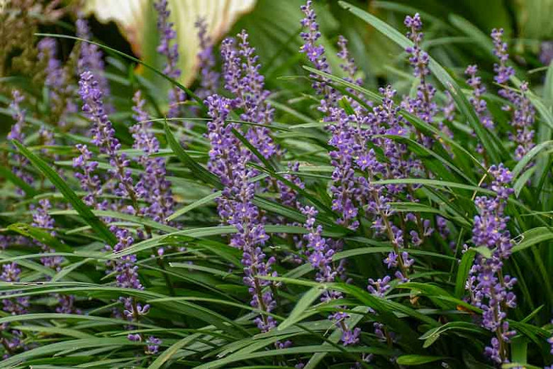 Grass - Liriope 'Big Blue'