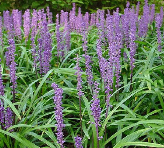 Liriope m. 'Royal Purple'