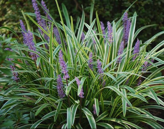 Liriope m. 'Silvery Sunproof'