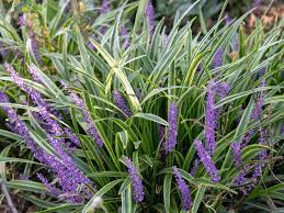 Grass - Liriope 'Variegated'