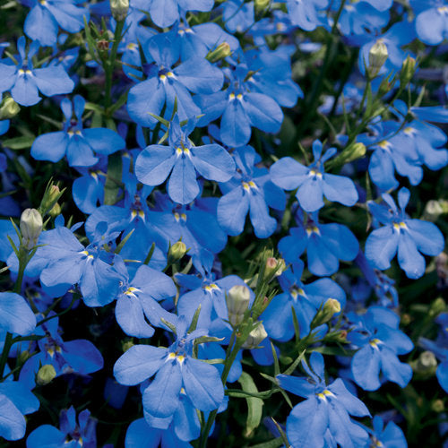 LOBELIA LAGUNA DARK BLUE - QUART POT