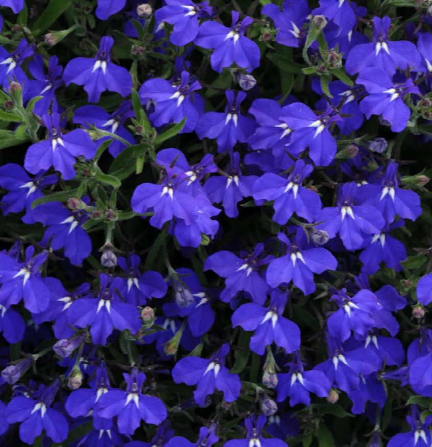 LOBELIA REGATTA MIDNIGHT BLUE