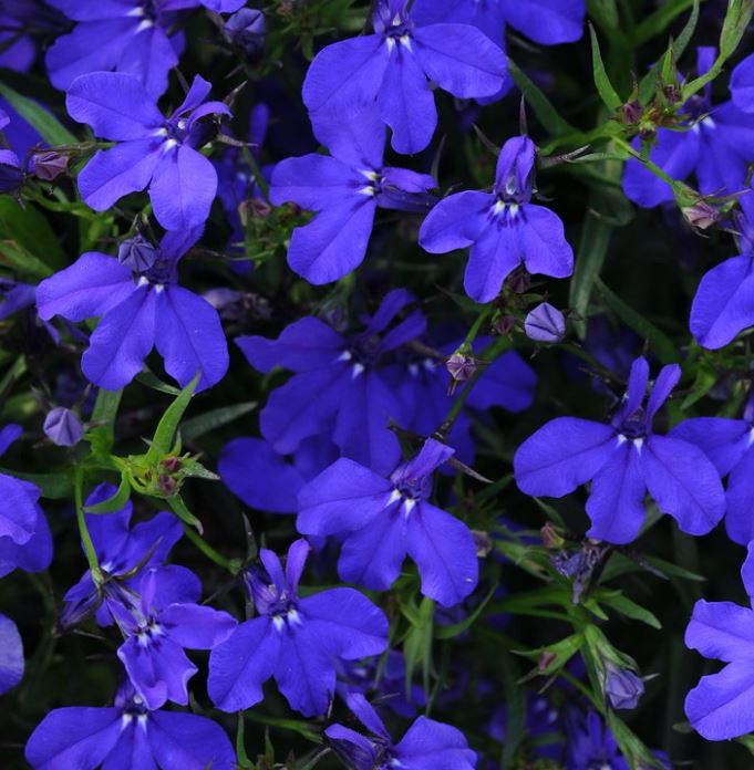 LOBELIA RIVIERA MIDNIGHT BLUE