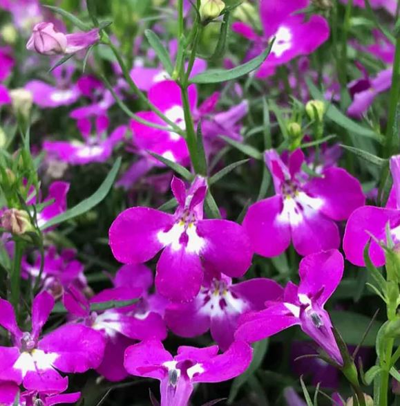 LOBELIA RIVIERA ROSE