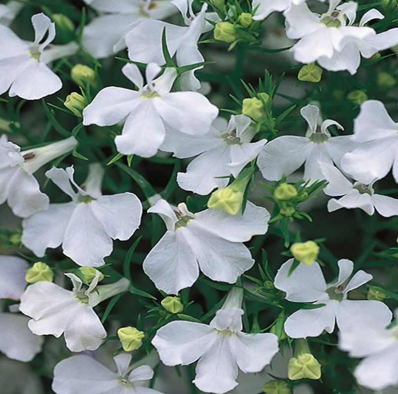 LOBELIA RIVIERA WHITE