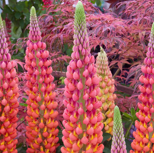 Lupine West Country Terracotta