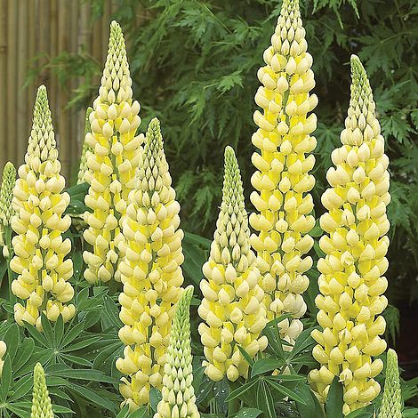 LUPINUS 'CHANDELIER'