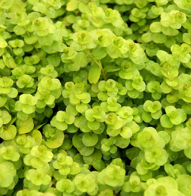 LYSIMACHIA NUMMULARIA YELLOW CREEPING JENNY