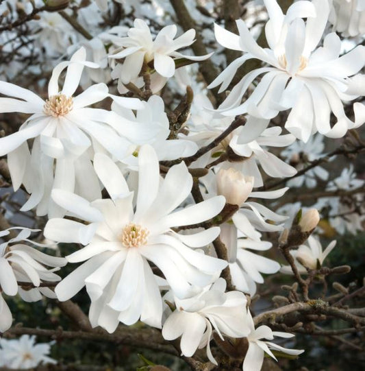 Magnolia s. 'Royal Star'