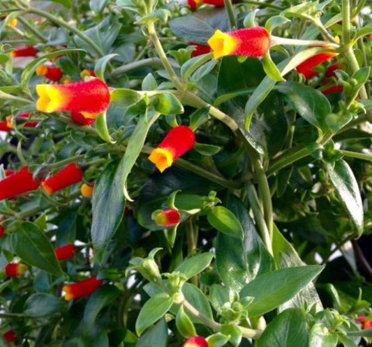 MANETTIA CANDY CORN VINE