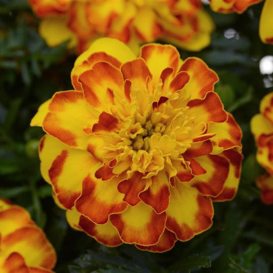 MARIGOLD FRENCH FLAMENCO