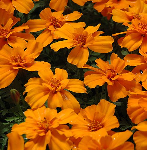 MARIGOLD SAFARI TANGERINE