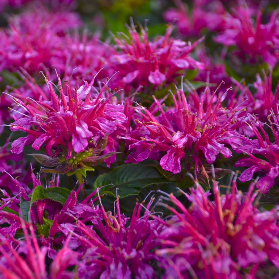 MONARDA BALMY PURPLE BEE BALM