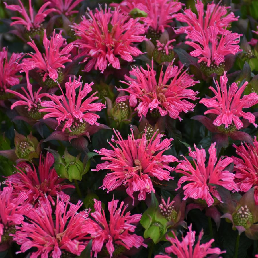 MONARDA BALMY ROSE BEE BALM