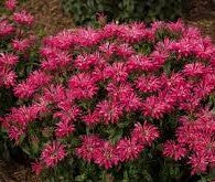 Monarda 'Electric Neon Pink'