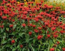 Monarda 'Jacob Cline'