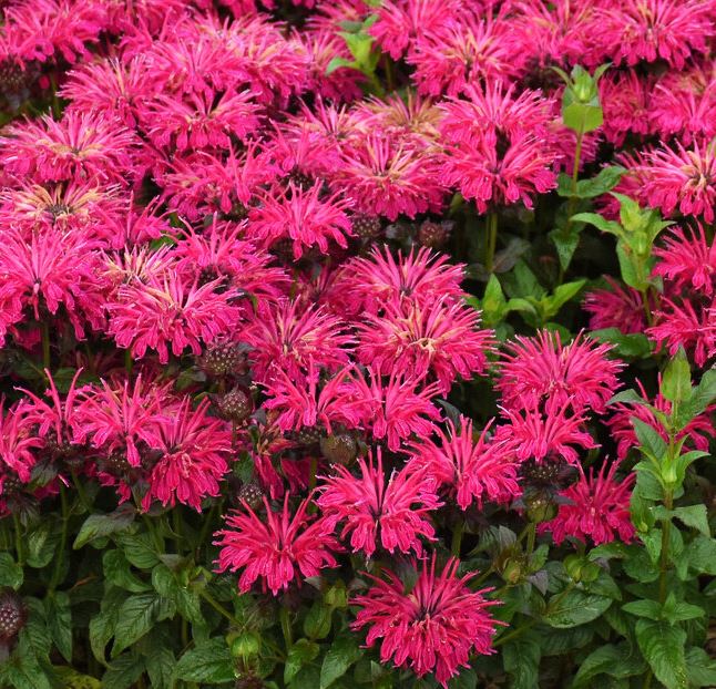 Monarda  'Leading Lady Razzberry' PW
