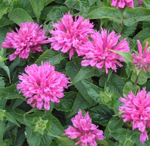 Monarda 'Petite Delight'